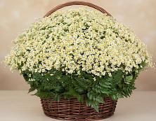 Цветочная композиция из Ромашки в корзине #REPLACE_PRED# Уторгош